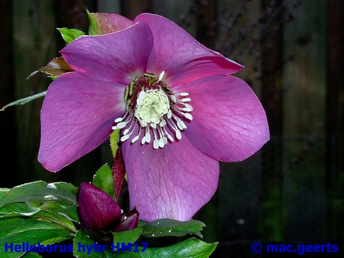 helleborus hybr